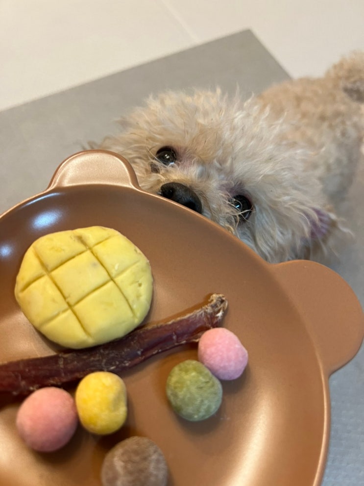  일산 강아지 수제간식 요니간식 기호성 좋아요
