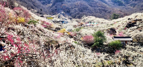  제22회 광양매화축제,  ‘황금매화 GET(겟)’ 황금매화 행운의 주인공은?