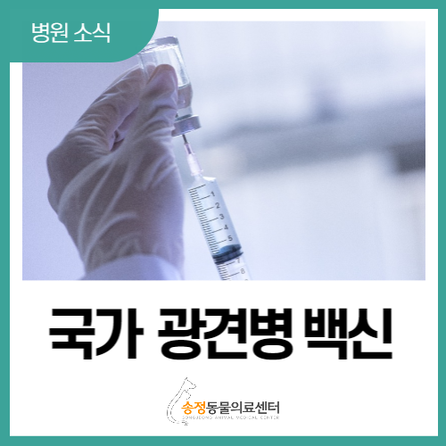  2023년 상반기 국가 광견병 백신 접종 안내 (경기광주 송정동물의료센터)