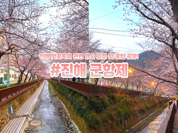  진해 군항제 벚꽃 축제 개화시기 버스 로망스다리 일정