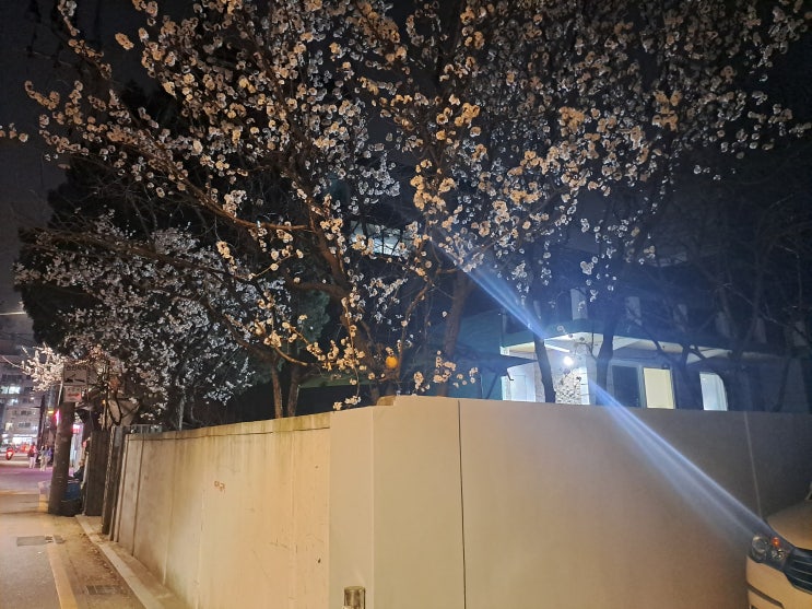 불빛이 흐르는 우리동네 주택가의 2023 벚꽃 개화시기