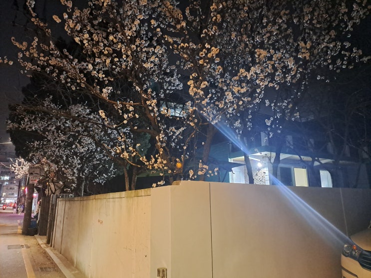  불빛이 흐르는 우리동네 주택가의 2023 벚꽃 개화시기