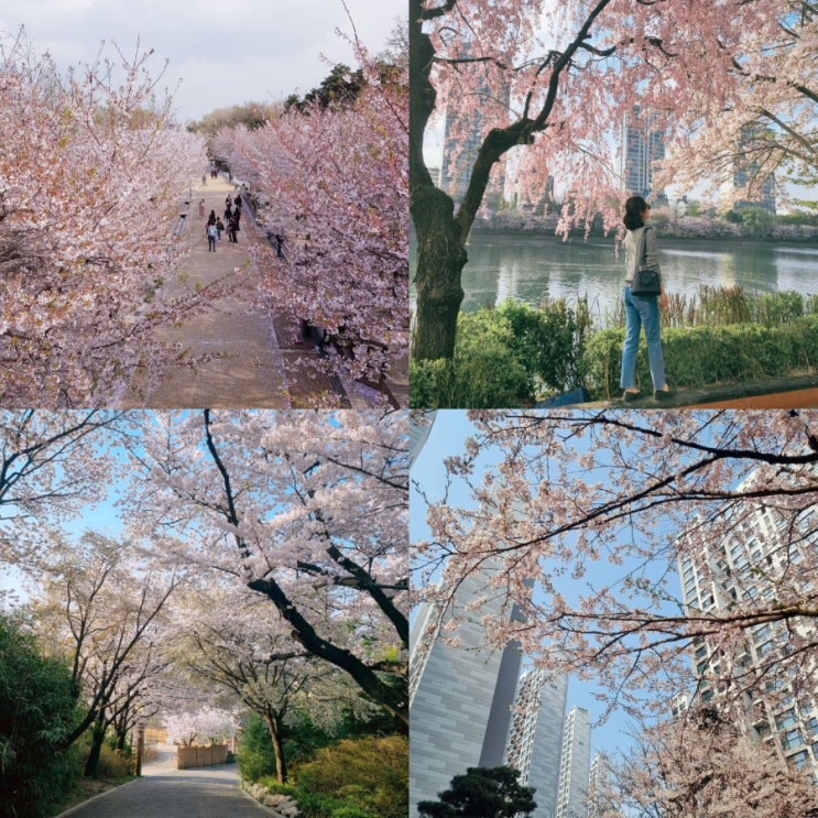  1탄.서울에서 즐기는 꽃놀이 장소(벚꽃명소,서울숲,석촌호수,어린이대공원,동네 곳곳)