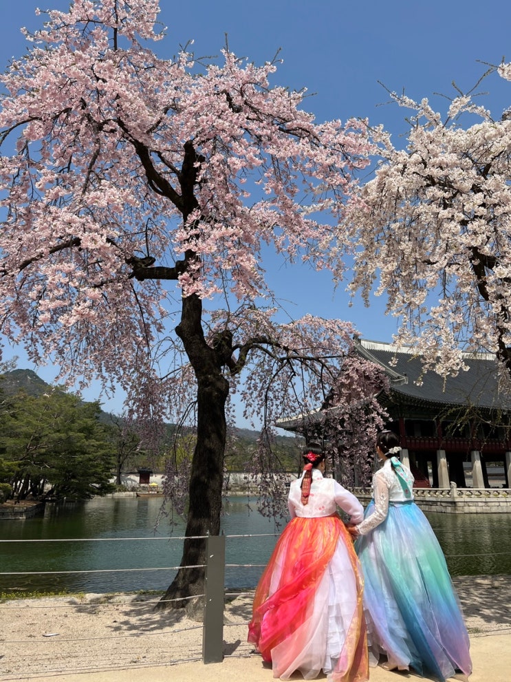  경복궁 벚꽃 완전정복, 한복데이트 후기