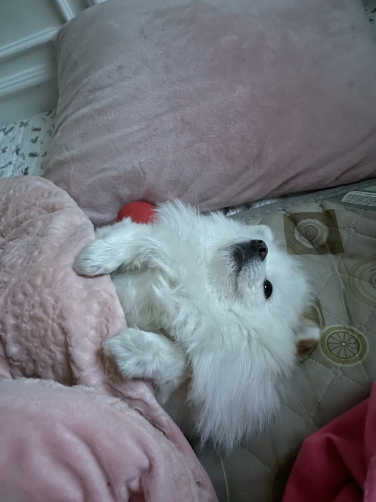 강아지 잠자는 자세 의미가 달라요.
