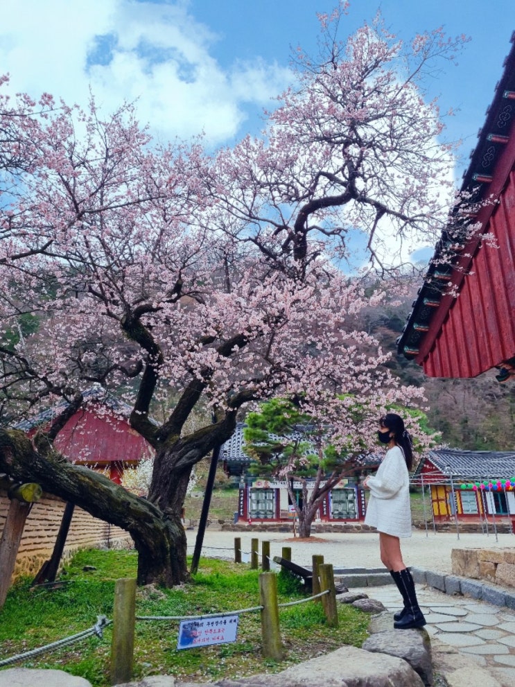 4월 전남 가볼만한곳 장성 백양사 매화 축령산 필암서원 황룡강 벚꽃 개화시기