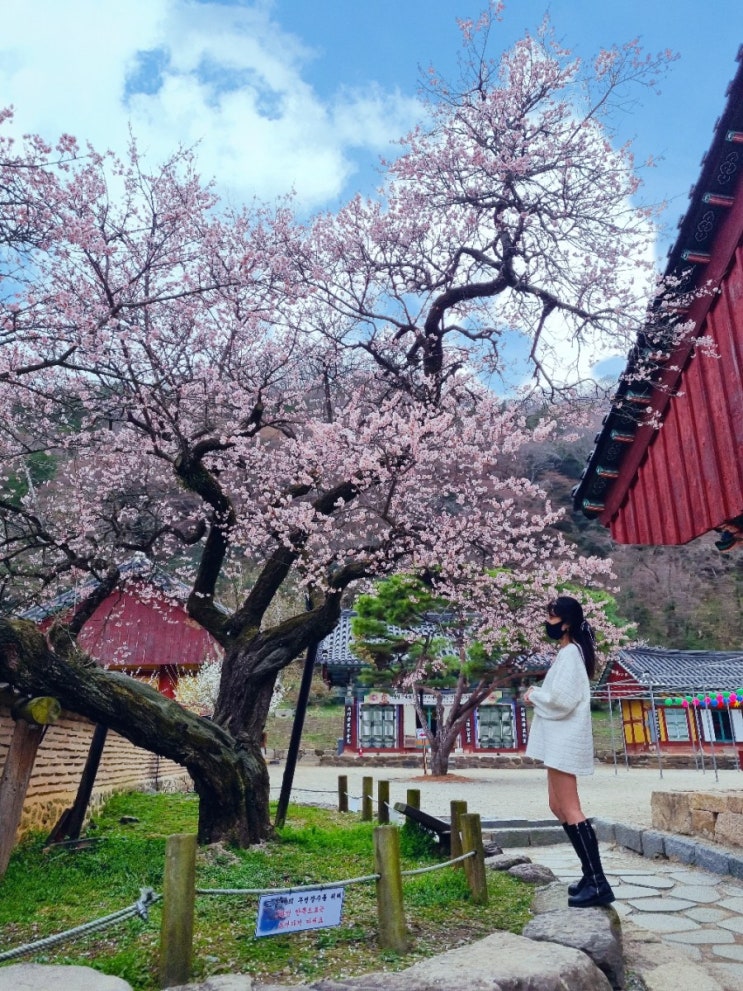  4월 전남 가볼만한곳 장성 백양사 매화 축령산 필암서원 황룡강 벚꽃 개화시기