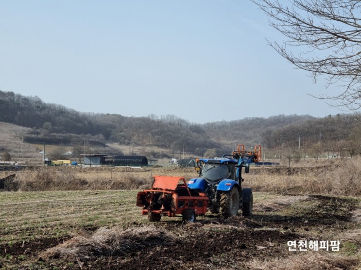  고추농사 노지고추밭준비작업 고추모종기르기 청양고추 홍고추 꽈리고추