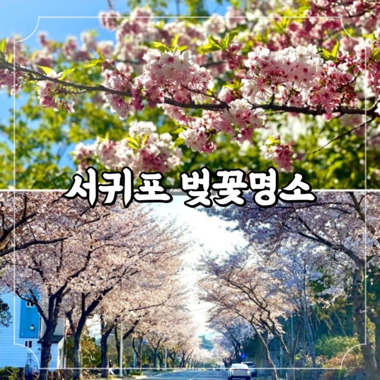  제주도 벚꽃개화만개시기 서귀포벚꽃명소 벚꽃길 드라이브코스 추천