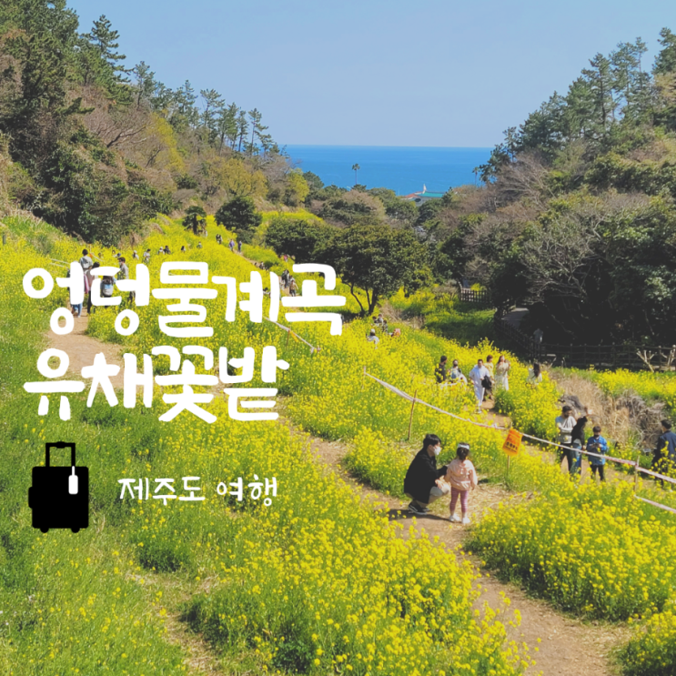  제주도 유채꽃 엉덩물계곡 주차 개화시기 3월 4월 필수코스