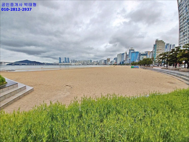 광안리 해변 광안해변공원 청보리 HOT SPOT 광안리 해변 광안해변공원 청보리 HOT SPOT
