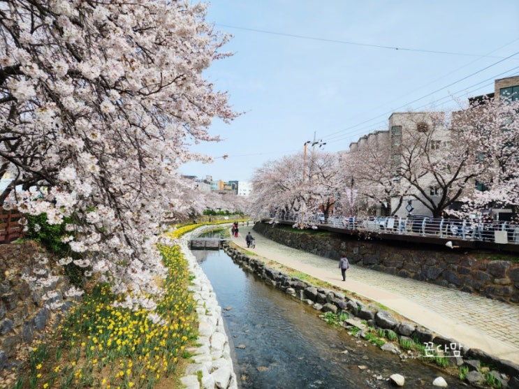  울산 벚꽃 개화 궁거랑 무거천 삼호복개천 예쁜꽃구경하기