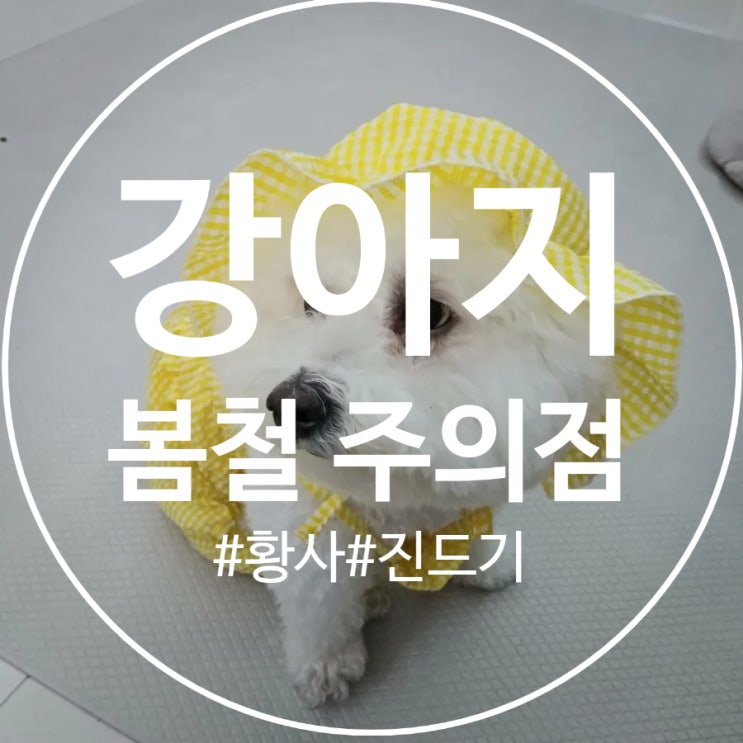  강아지와 봄나들이 , 산책시 주의점 체크하기