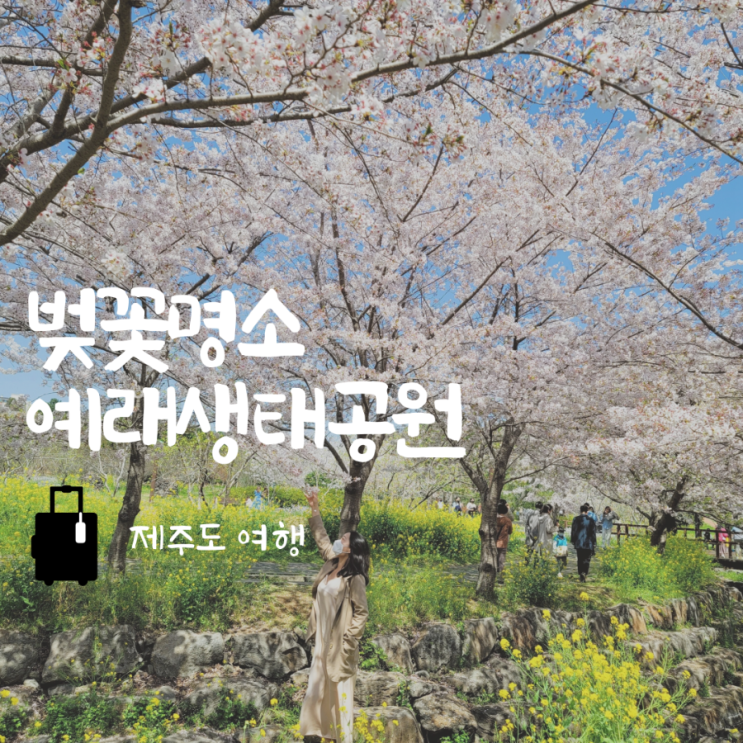  제주도 예래생태공원 2023 벚꽃 개화 만개 시기