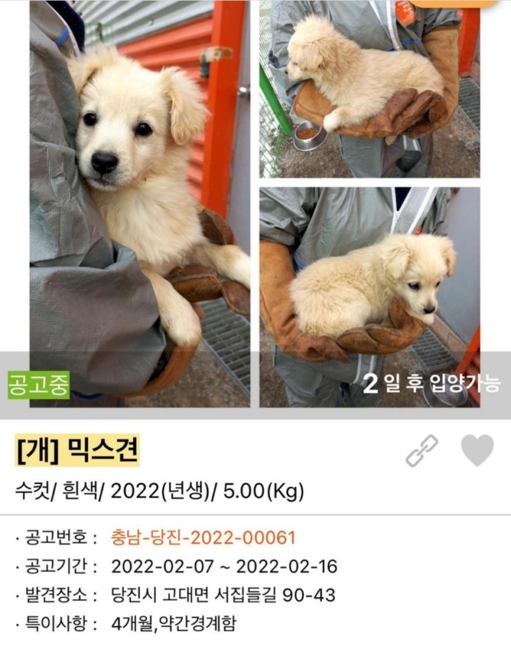  [유기견 입양후기] 우리집 막내, 귀염둥이 배추를 소개합니다!