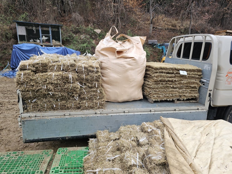  진주잔디 야지잔디 비가 와도 수중전 잔디판매(윤달이라 그래요)