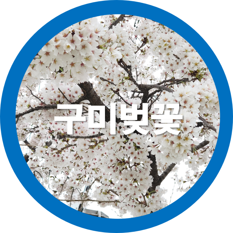  금오산벚꽃 85%만발 구미벚꽃 축제도개최 온가족 함께하시면 좋을듯해요