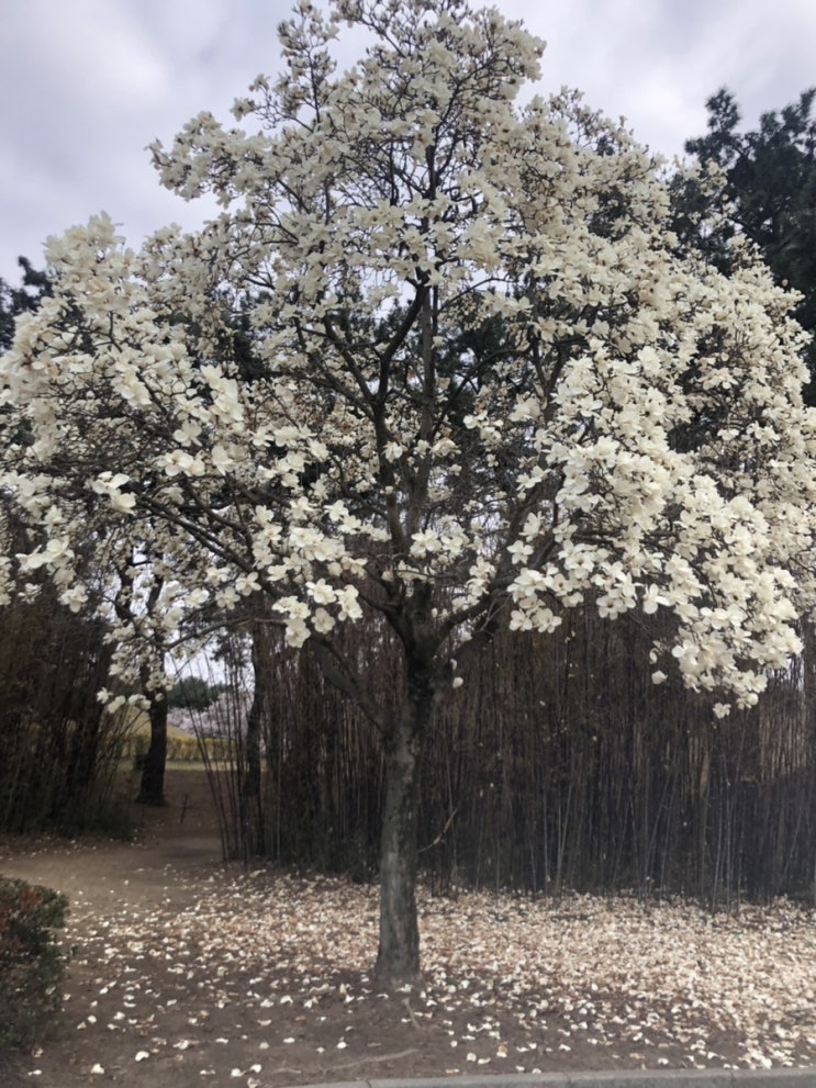  경주 벚꽃 즉흥 여행