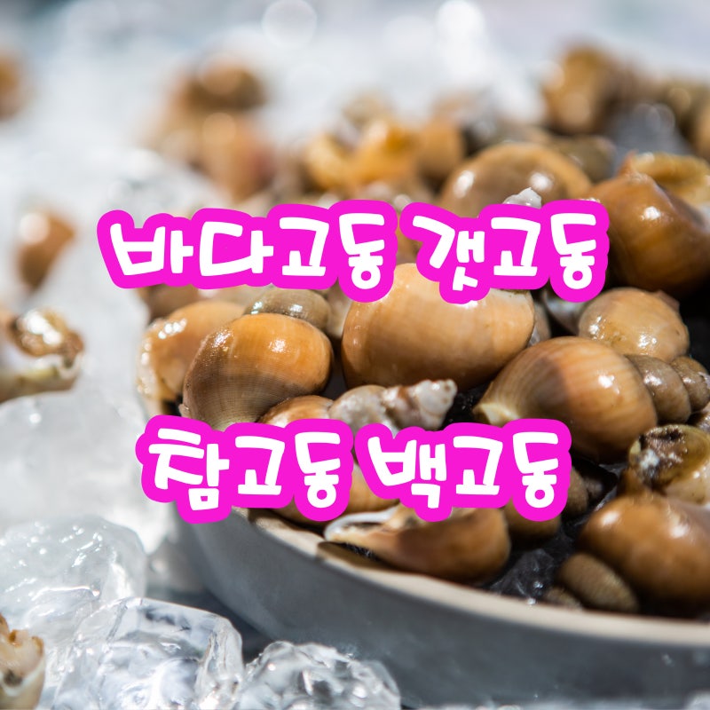 바다고동 갯고동 참고동 백고동 해감 및 삶는법