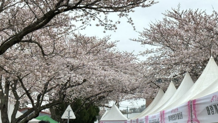  제주 장천리 왕벚꽃 축제