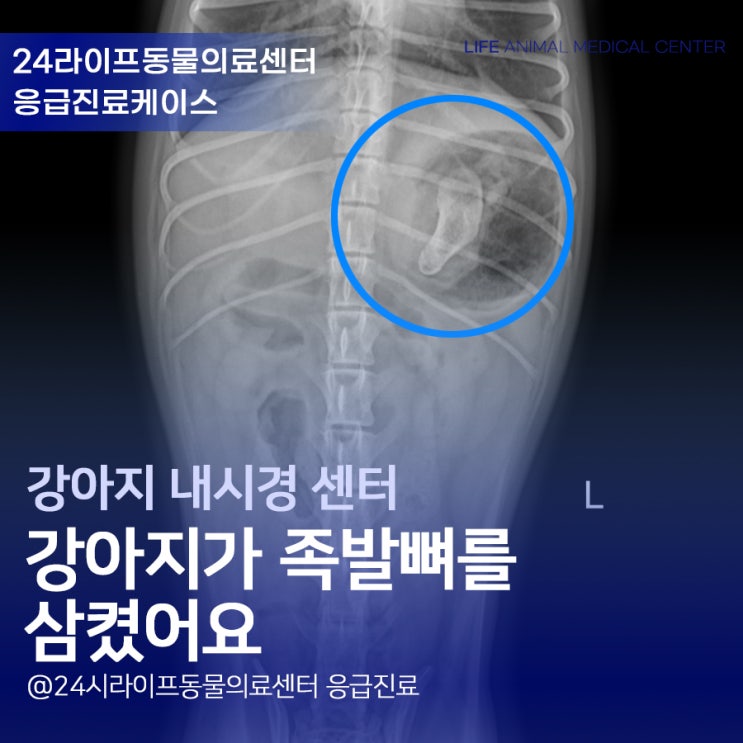 강아지 족발뼈 내시경 처치 : 대구24시동물병원 응급내시경