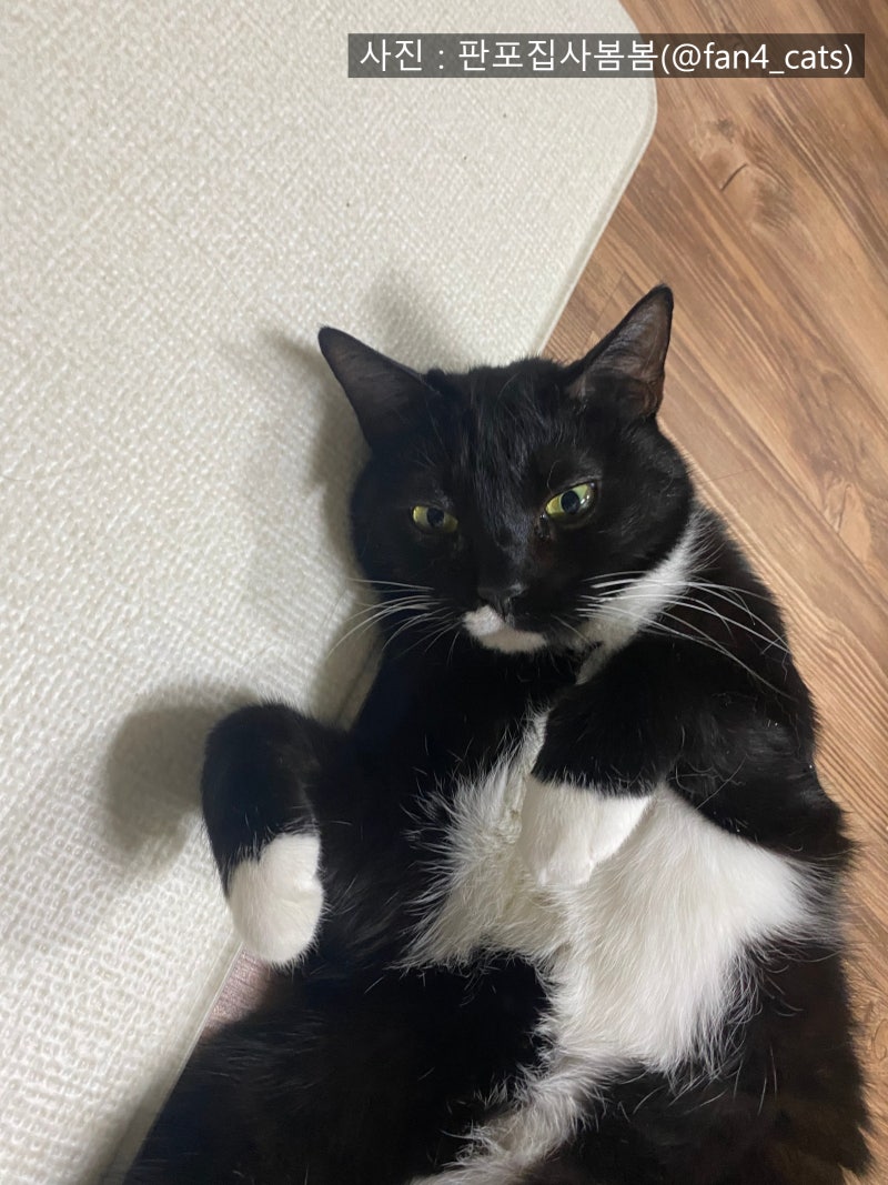 검은고양이 턱시도고양이 젖소고양이 고양이품종과 성격 : 네이버 블로그, image size:800x1067