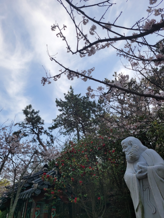  전국 벚꽃 개화 현황 기차타고 서울에서 부산까지 내려가며 구경하는 방방곡곡 예쁜 벚꽃