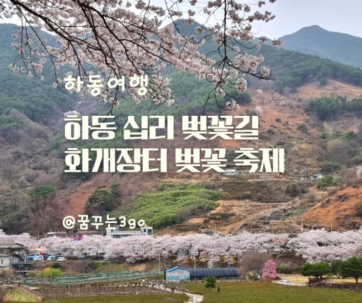 하동 화개 장터 벚꽃 축제 쌍계사 십리 벚꽃 길 만개  실시간 개화 상황