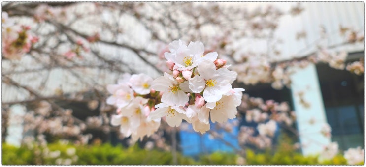 이제 진짜 봄이 오네요~