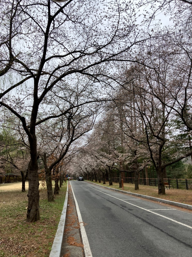 대전 벚꽃 명소 아이와가볼만한곳 추천 대청댐 대청호 금강 로하스 대청공원 벚꽃