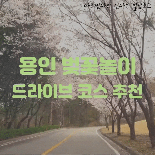 용인| 경희대 국제캠퍼스, 아시아나CC - 벚꽃놀이하기 좋은 곳과 드라이브 코스