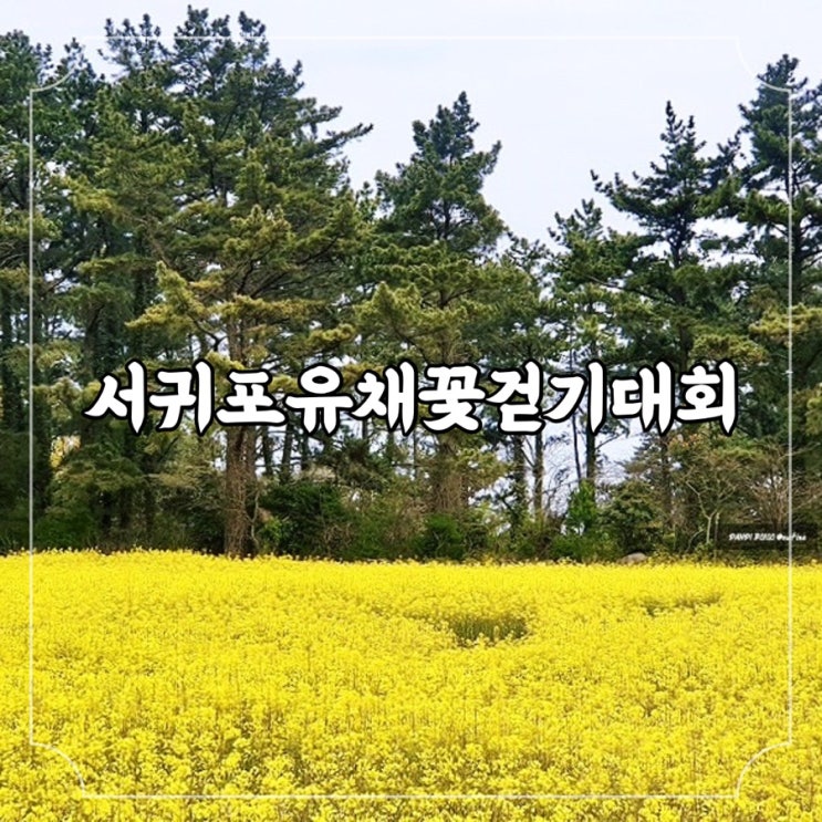 제주도 봄에 가볼만한곳 3월 서귀포 유채꽃 축제, 제25회 서귀포유채꽃걷기대회