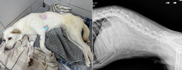 음주 차량에 친 반려견 하반신 마비…가해 보험사 "치료비 못 준다, 소송하자" 음주 차량에 친 반려견 하반신 마비…가해 보험사 "치료비 못 준다, 소송하자"