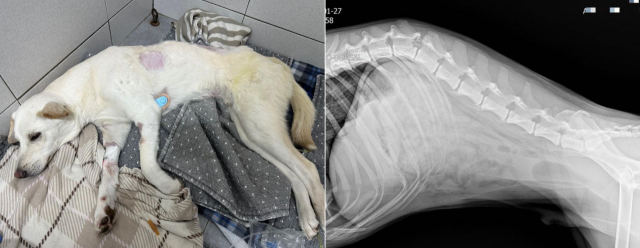 음주 차량에 친 반려견 하반신 마비…가해 보험사 "치료비 못 준다, 소송하자"