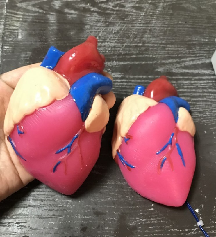 실리콘모형으로 제작한 심장모형