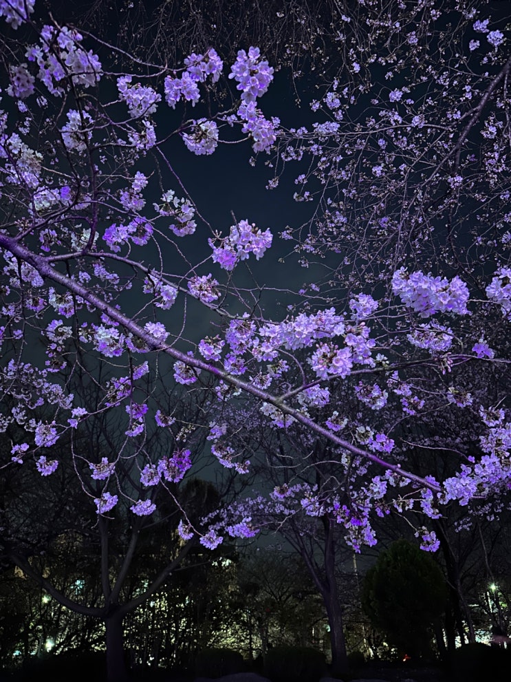 진해벚꽃 경화역 개화상황 진해벚꽃 경화역 개화상황