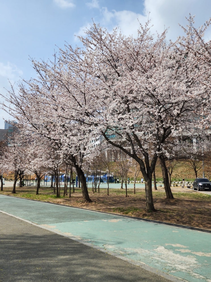 서울 벚꽃 개화 청계천 벚꽃부터 한강공원 벚꽃까지 자전거 타고 한바퀴 돌아봄 서울 벚꽃 개화 청계천 벚꽃부터 한강공원 벚꽃까지 자전거 타고 한바퀴 돌아봄