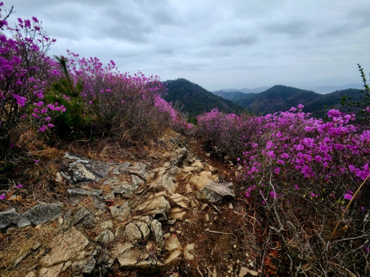 창원 철쭉 비음산 진례산성 용추계곡 벚꽃 등산코스