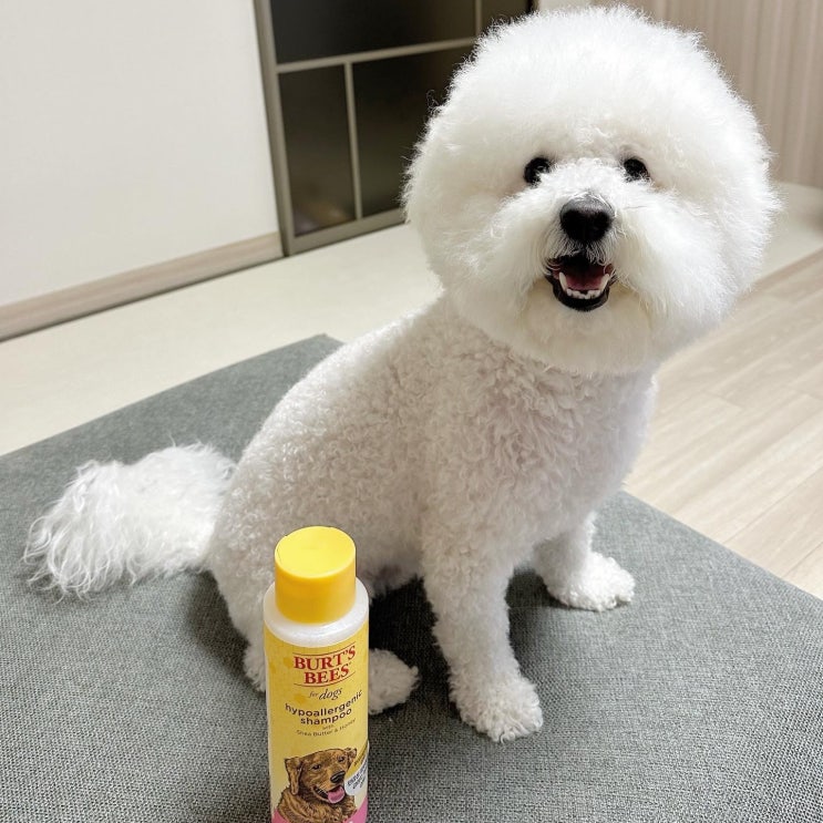  강아지 샴푸 추천, 유해 성분 무첨가 애견샴푸로 강아지 목욕시키기