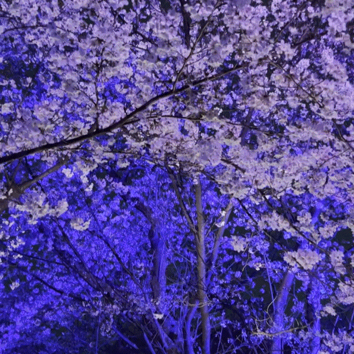 일본 후쿠오카 벚꽃 축제 라이트업 이벤트 후쿠오카성 마이즈루공원 사쿠라마츠리 생생후기 +오호리공원