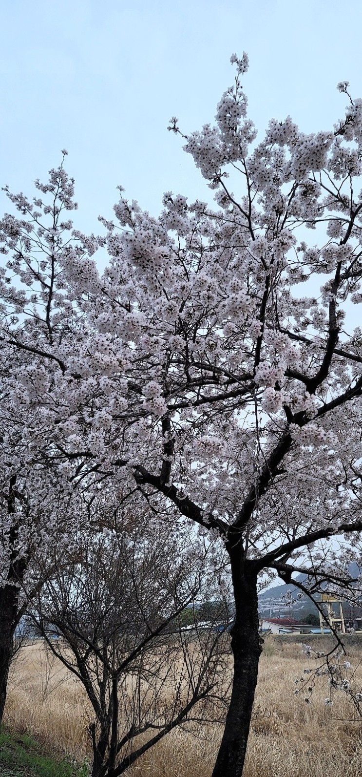 대구 달창지/ 유가 한정 벚꽃축제::