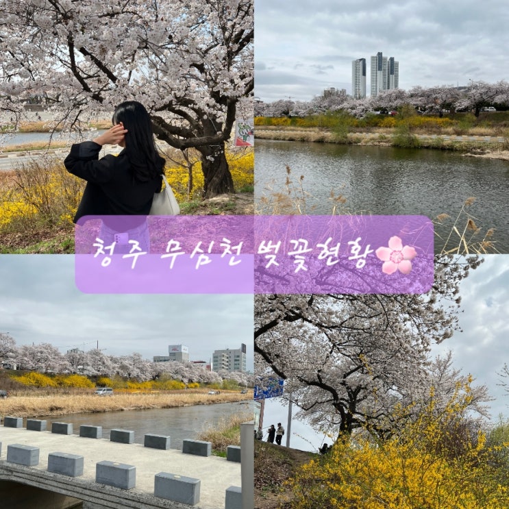  청주 무심천 벚꽃 현황 공유(2023.3.25) 만개직전! 청주꽃구경/나들이/가볼만한곳/데이트코스/놀거리