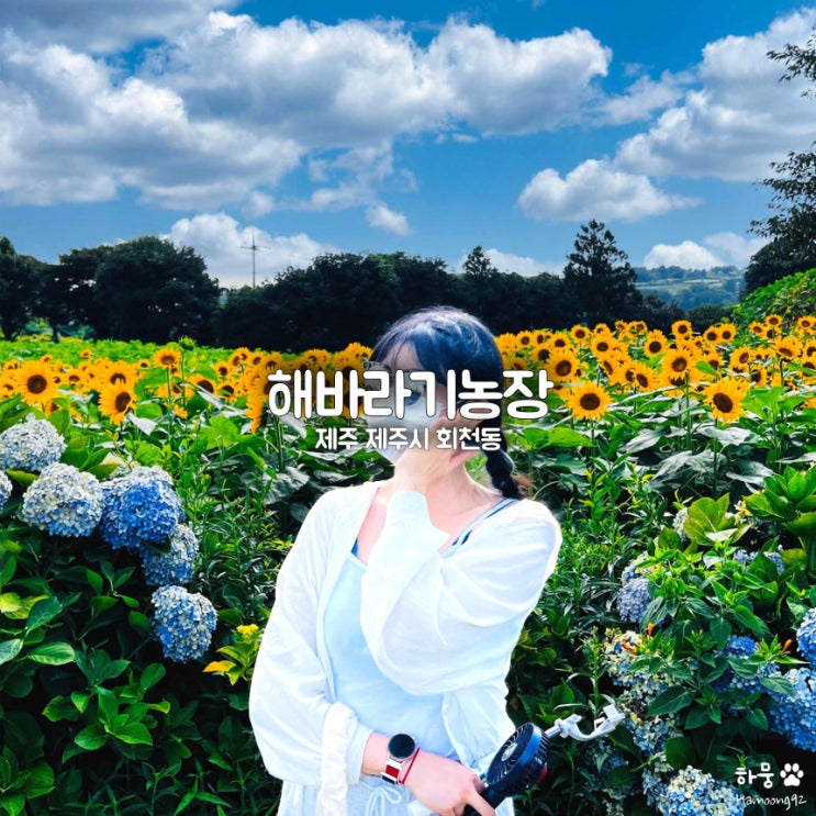 제주도 6월 여름 웨딩촬영 스냅사진 명소 김경숙해바라기농장
