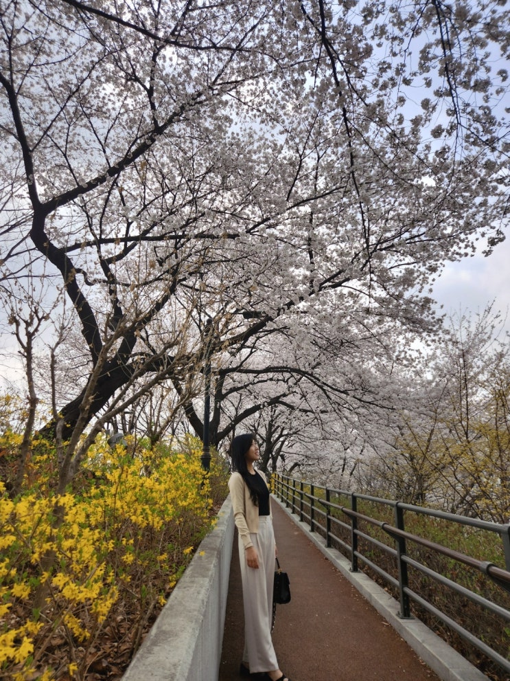  [서울] 벚꽃 명소 추천