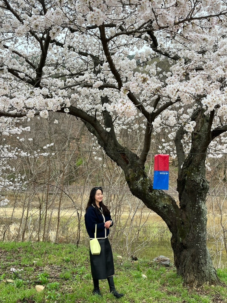  [송해공원 벚꽃] 옥포 벚꽃축제(3.25~4.4)