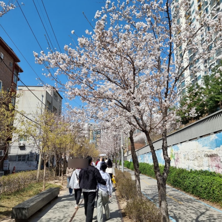  노원 남양주 근처 벚꽃 명소 경춘선숲길 2023년 03월 현재 모습