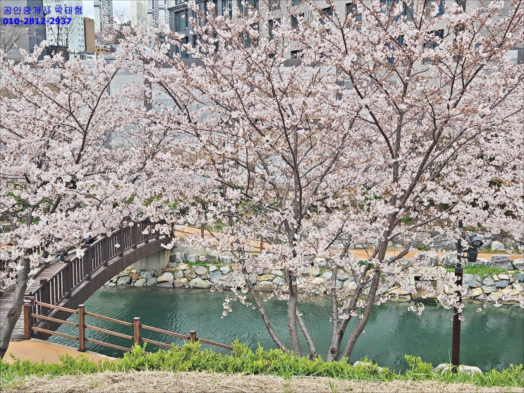 부산 영도 동삼해수천 벚꽃 SAKURA CHERRY BLOSSOM 구경 전국 노래자랑 동삼동 오션라이프 에일린의 뜰