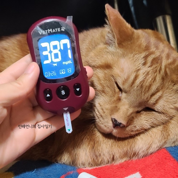 당뇨 거대 고양이 인배의 인슐린 감량