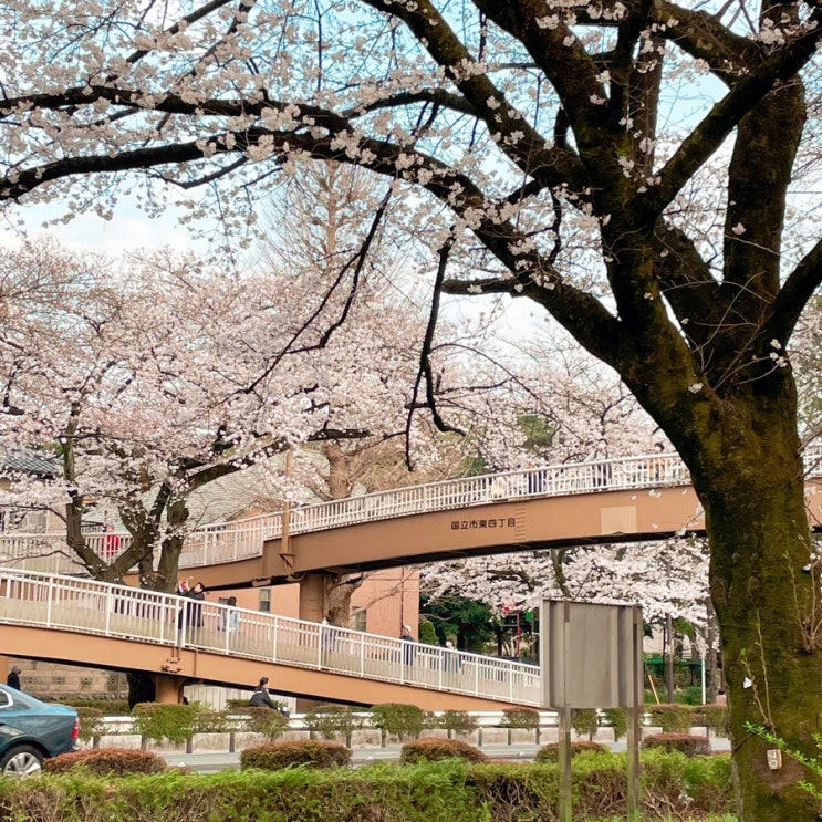 【65, 주간기록 12주차】 도쿄의 벚꽃, 첫 하나미 | 한식은 역시 만들어 먹어야 | 일본 노래방(가라오케) 4시간