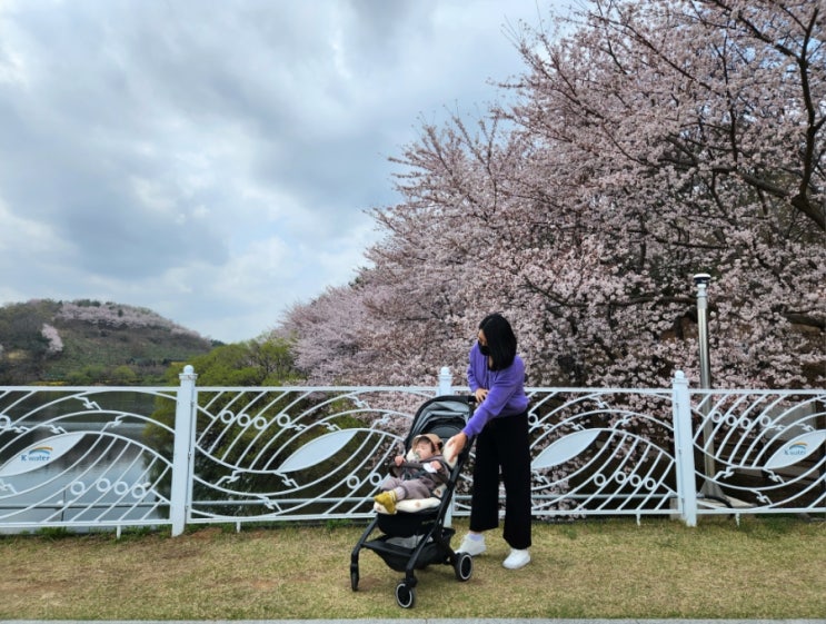 울산 선암호수공원 : 벚꽃길이 아름다운 울산 수변공원 데이트